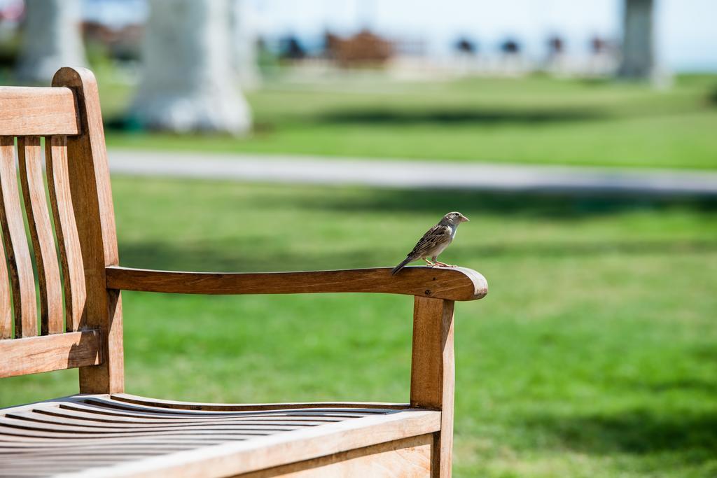 Sealine Beach, A Murwab Resort Mesaieed Exteriér fotografie A sparrow on a bench